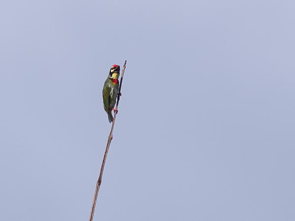 <h3><a href="/trips/srilanka/biota/animalia/chordata/aves/039 piciformes/006 megalaimidae/megalaima haemacephala/megalaima haemacephala-nl.html">Megalaima&nbsp;haemacephala</a> / Coppersmith&nbsp;barbet / Kopersmid</h3>NIKON D500 met AF-S Nikkor 300mm f/2.8G IF-ED VR II, 1/5000 sec  bij F5.0, ISO 250, afstand 29.8&nbsp;m